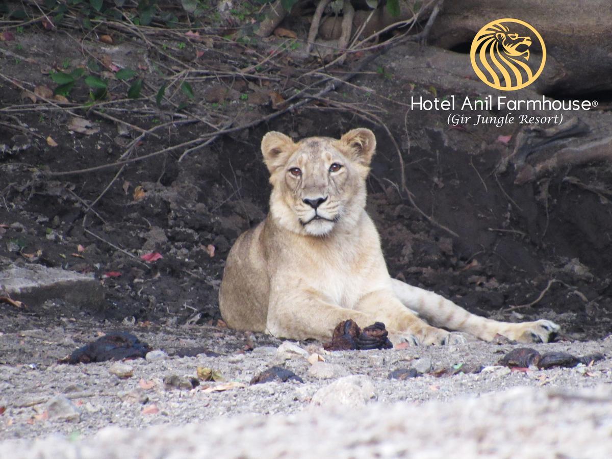 Hotel Anil Farmhouse Gir Jungle Resort Sasan Gir Buitenkant foto